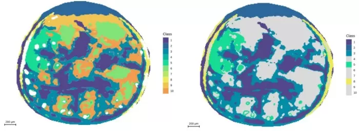 Segmentation analysis at 10μm resolution and demonstration of embryonic axis regions